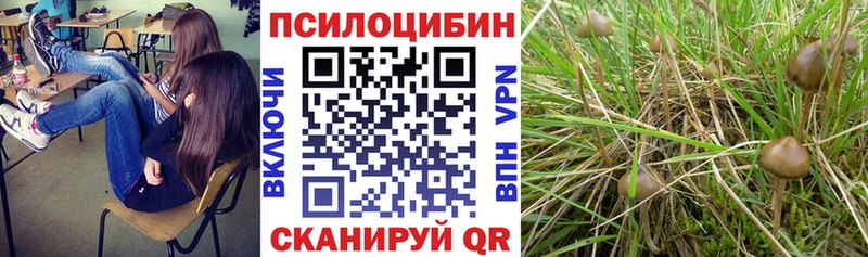 Псилоцибиновые грибы Cubensis  Новочебоксарск 